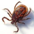 New Lyme Disease Treatment Program Cures Patient in 8 Weeks: Giving...